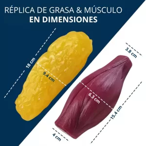 Modelo de Músculo y Grasa Humana | Modelo Anatómico de Tejido Muscular y Masa Grasa para Estudiantes de Medicina, Explicación de Fitness, Herramienta de Educación en Salud, Hecho de TPE
